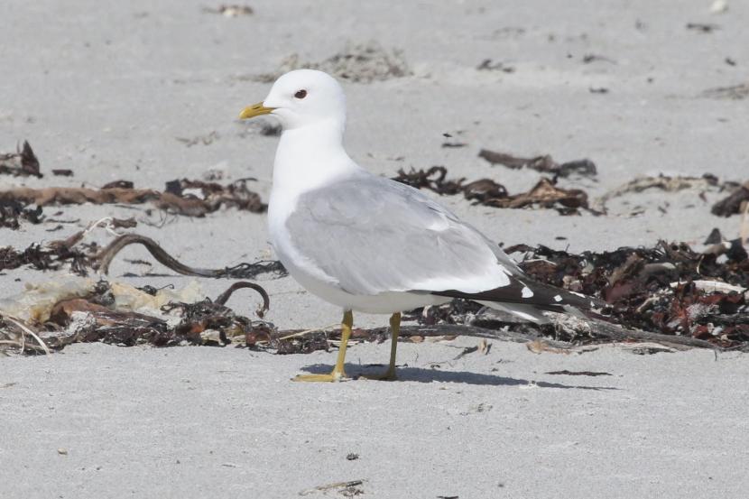 Common (mew) gull (Larus canus)