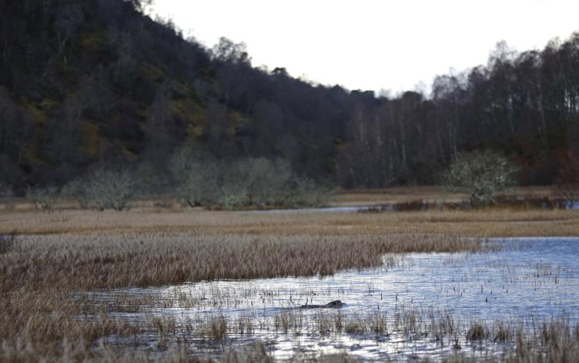 beaver swimming in a loch with forest and cairngorms in the background