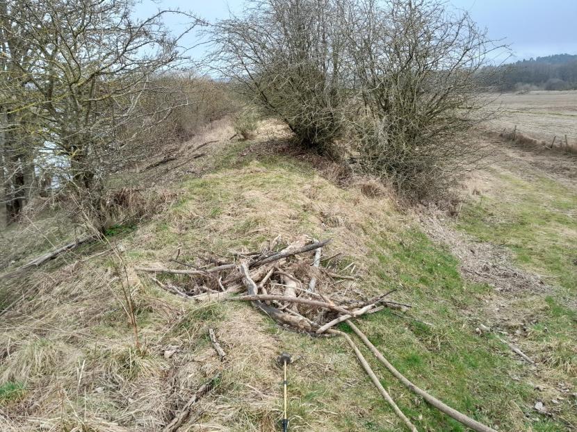 Beaver burrow at the top of a flood embankment