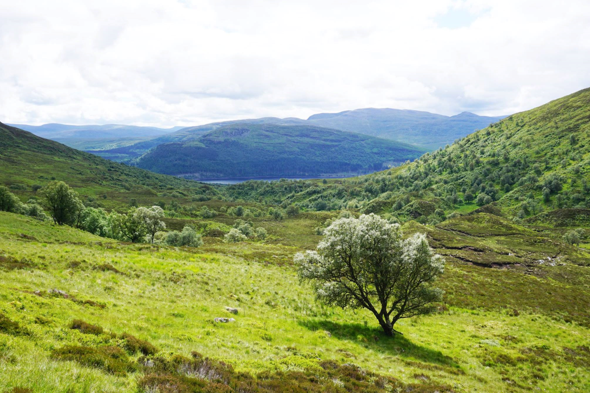 Green hillside with a tree in the centre of the image. A loch in the distance with hills behind.