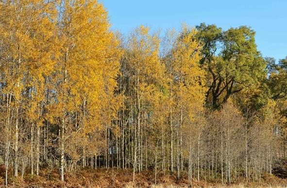 Muir of Dinnet National Nature Reserve woodland