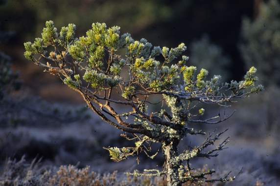 A stunted Scots pine in bog woodland.