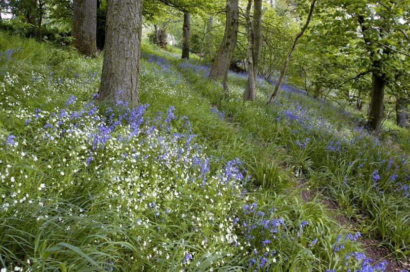Bluebells on a woodland footpath