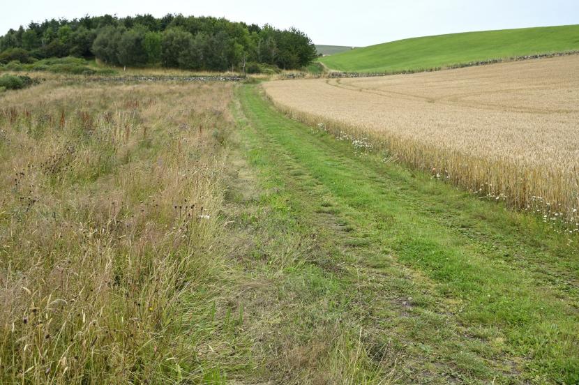 Wide field margins at Easter Rattray Farm, Strathmore near Blairgowrie