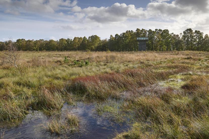Flanders Moss National Nature Reserve, a restored raised bog near Stirling