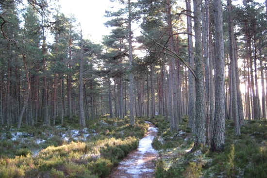Snowy footpath through a Scots pine forest with the sun shining through the trees.