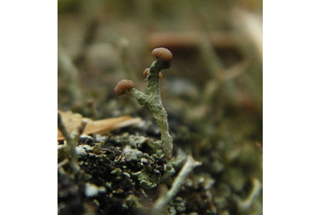 Lichen on a woodland floor.
