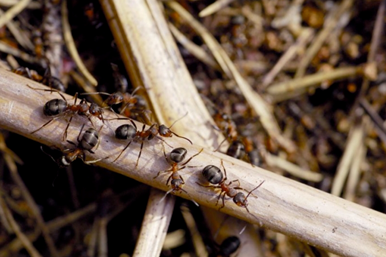 Wood ants on woodland floor.