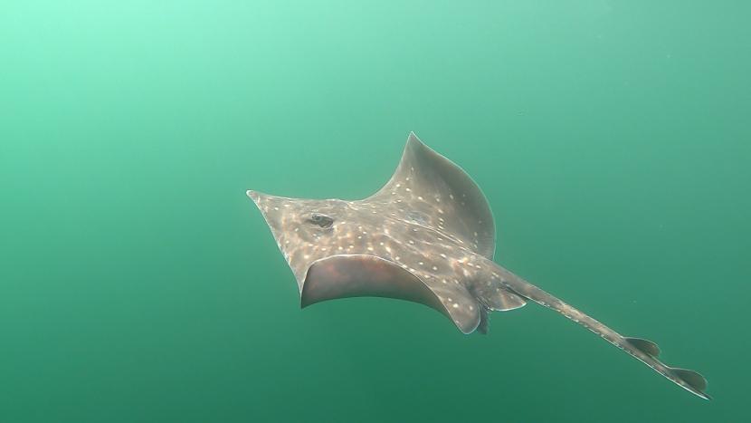Flapper skate swimming under water