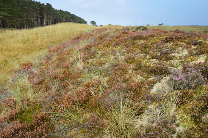 An area of woodland to one side of the image, and a heather covered slope on the other.