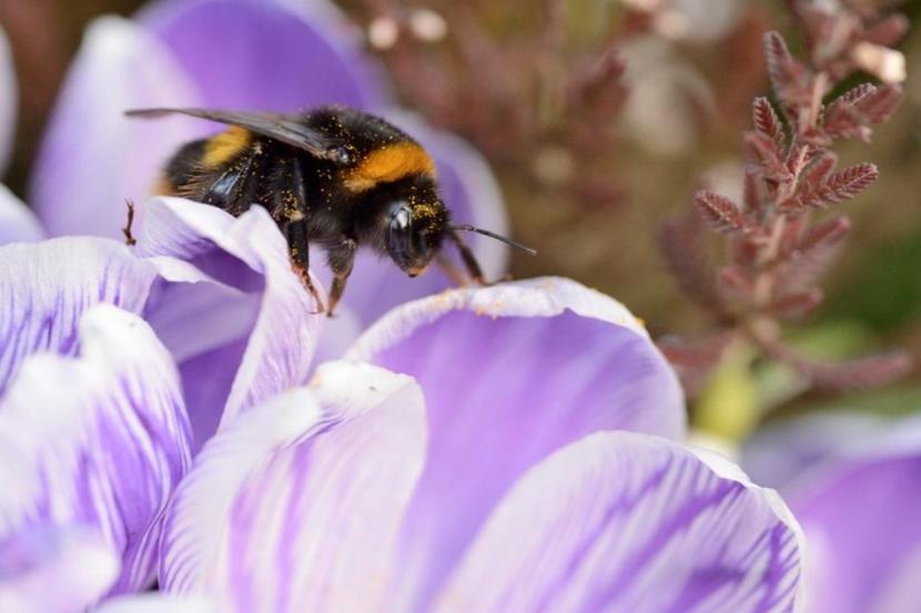 Bumblee covered in pollen grains on a crocus leaf