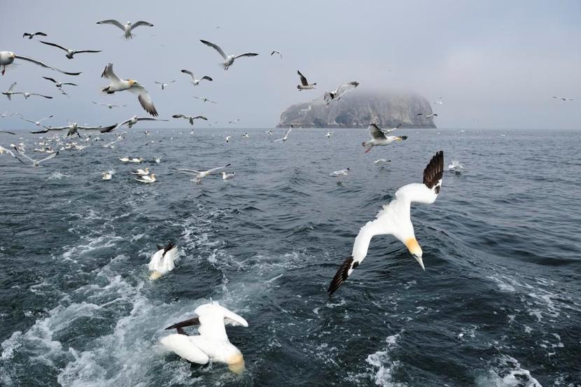 Gannets, Bass Rock, Forth and Borders Area