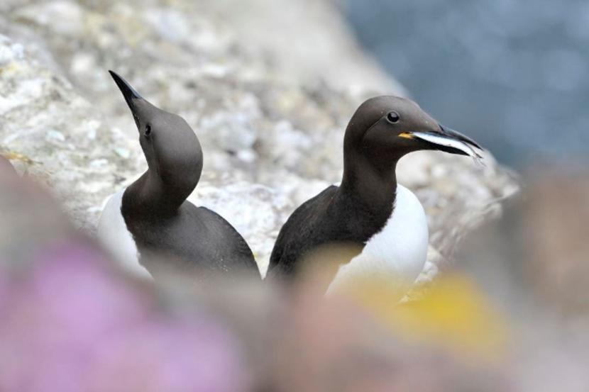 Guillemots with fish in mouth, Fowlsheugh, Grampian area