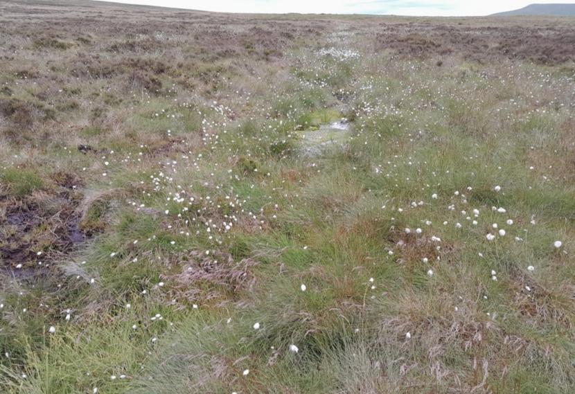 Peatland ACTION funded restoration at Tardoes Farm. Cotton grass and other peatland plants have started to recolonise the re-profiled edges of a wide ditch. Damming and reprofiling ditches is better for stock as well as biodiversity and climate change.