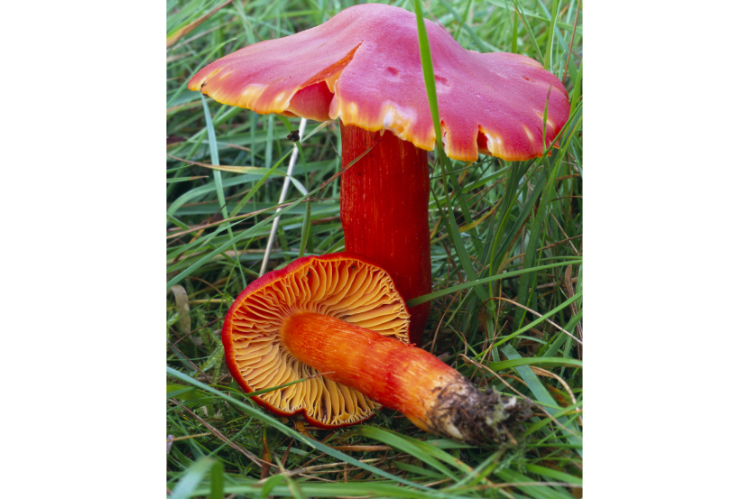 bright orange fungi in long grass.