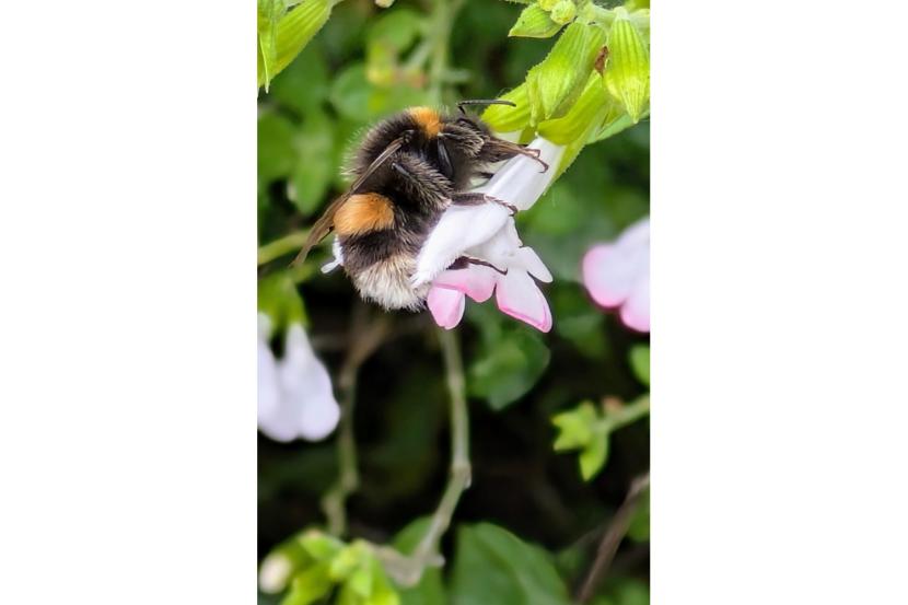 A bumblebee collecting nectar on a flower.