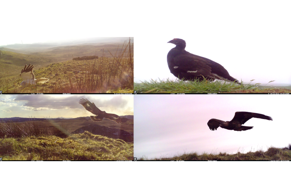 Figure 12, as described in the Sea Eagle Management Scheme Review 2024