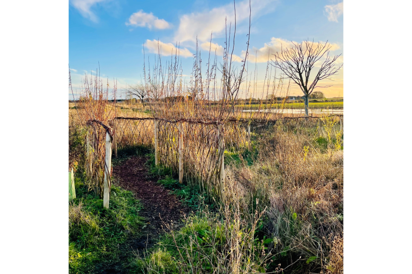 newly planted trees on scrub land