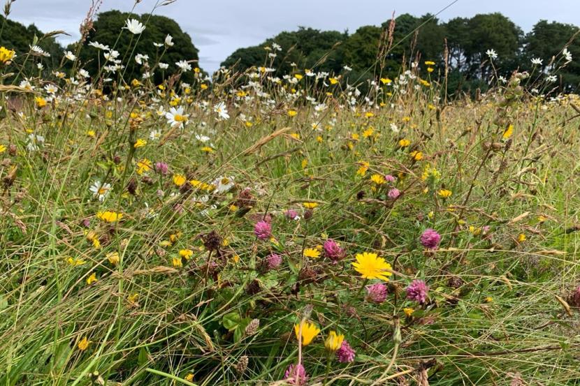 wildflower meadow with woodland behind.