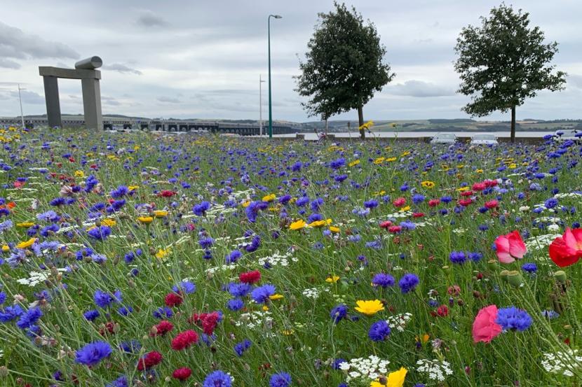 wildflower meadow in urban area