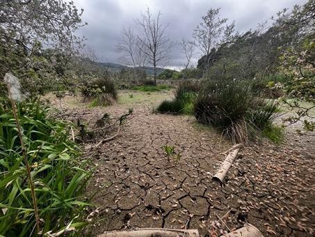 Dried out field that has previously been flooded by beavers
