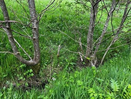 Young trees with branches felled by beavers growing alongside a small watercourse