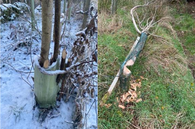 Two images of small trees browsed by beavers