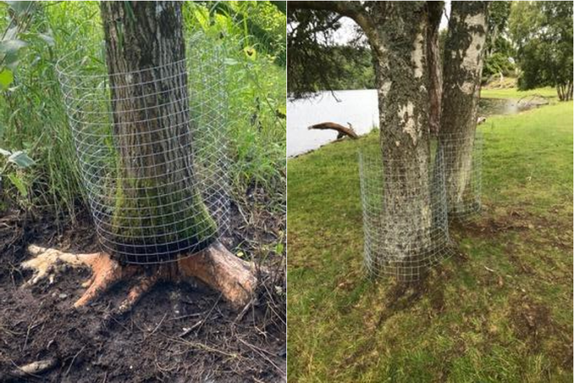 Two images of tree trunks wrapped in wire mesh