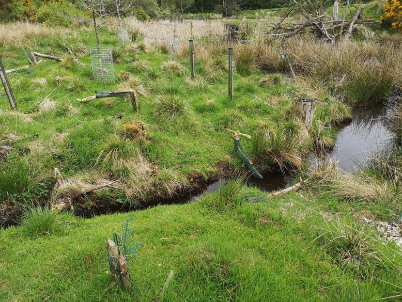 Young trees on a grassy river bank that have been damaged by beavers