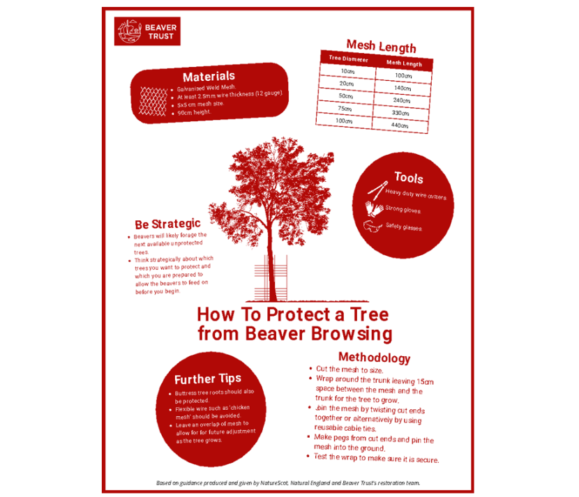 Infographic provided by the Beaver Trust on tree protraction guidance