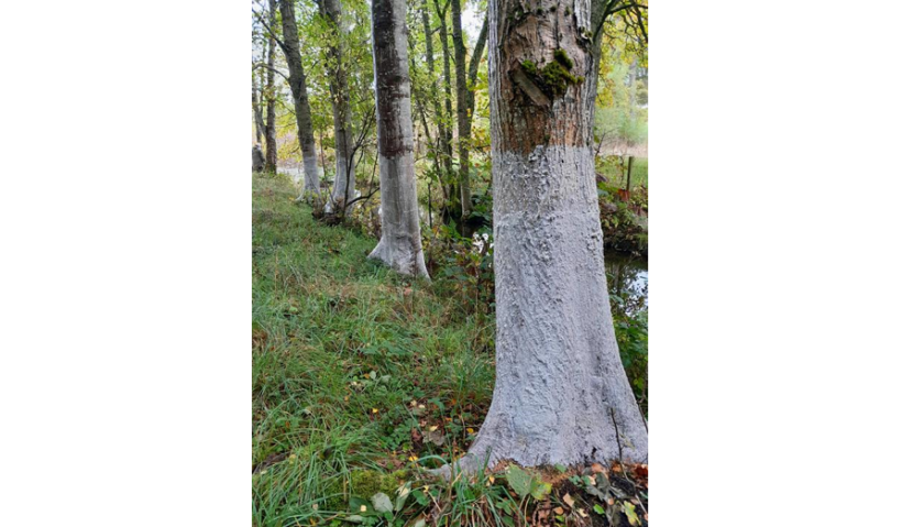 Tree trunks painted with white paint to deter beavers