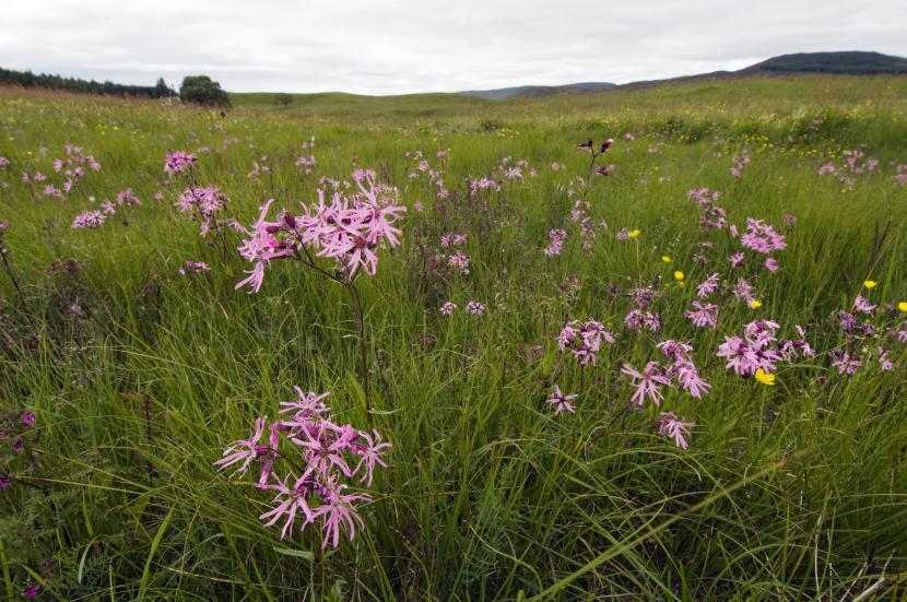 Grassland Selector Tool