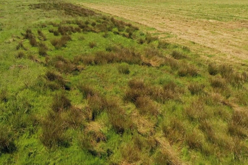 rush pasture field