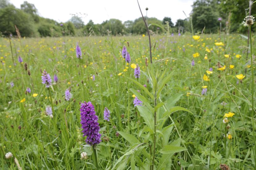 Grassland Selector Tool