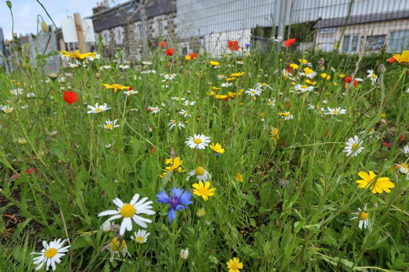 a wildflower patch in front of a building
