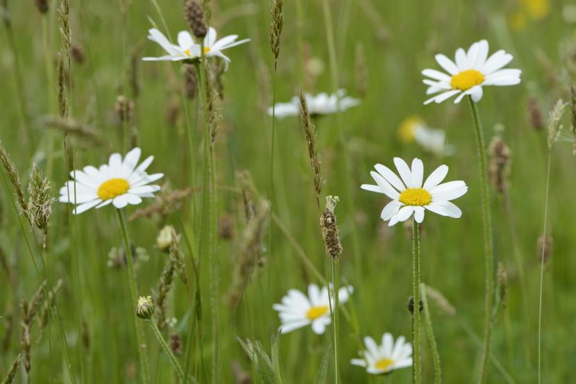 Oxeye daisies (Leucanthemum vulgare) growing in the Battleby meadow
