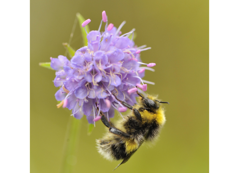 Bumblebee feeding on devil's bit scabious.