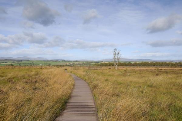 A wooden boardwalk through reeds