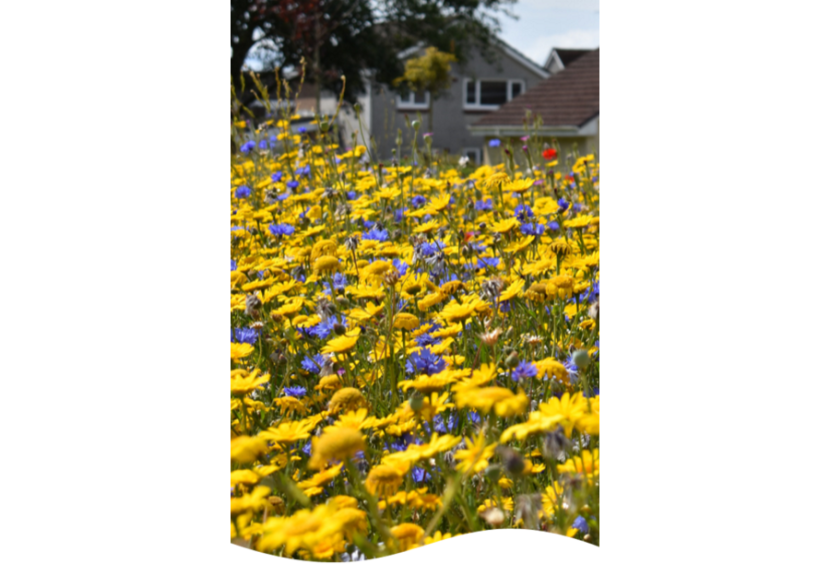 Wildflower meadow with houses in the background