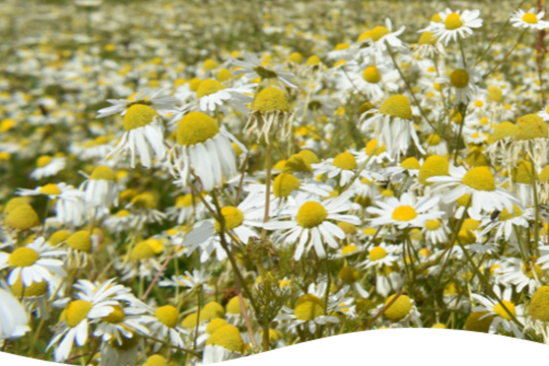 field of large daisies