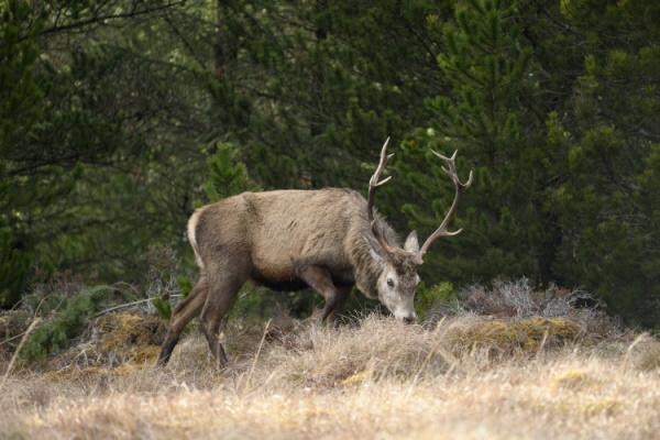 Red deer stag in woodland