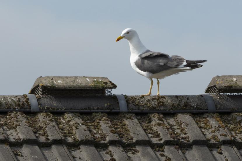 Gull walking along a roof on a house in Glasgow