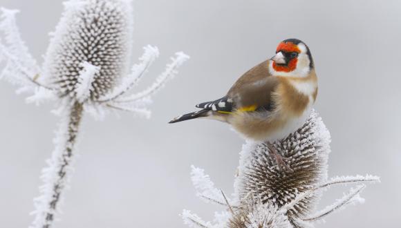 Goldfinch feeding on a frozen teasel