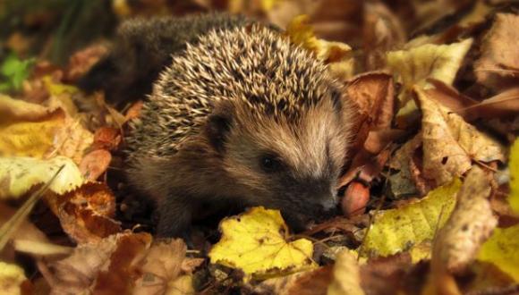 Hedgehog
