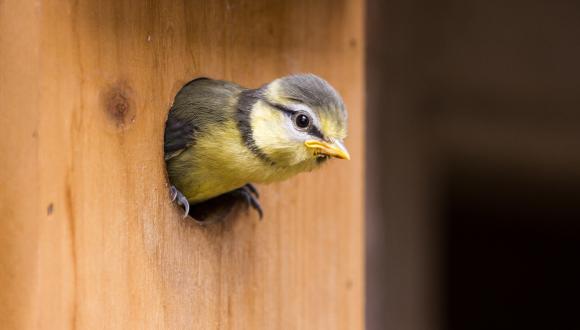blue tit chick fledging from nest box
