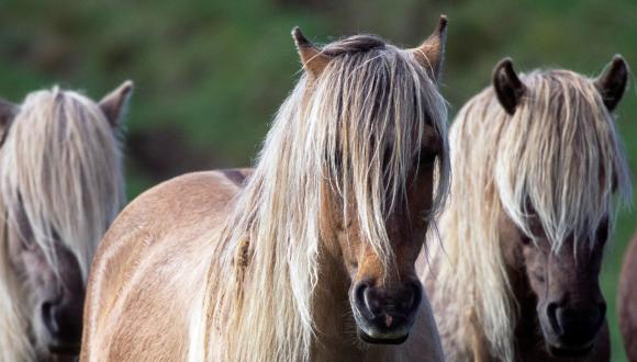 Rum Ponies, Harris , Isle of Rum NNR