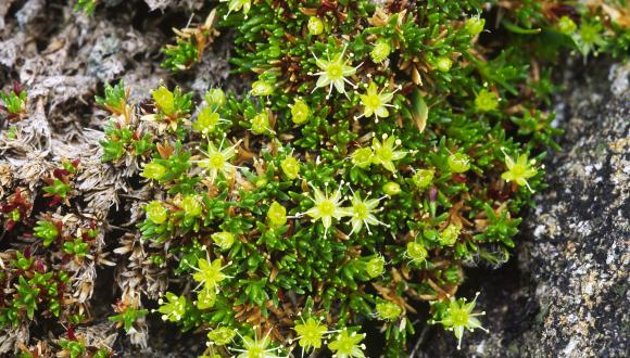 Mossy cyphel