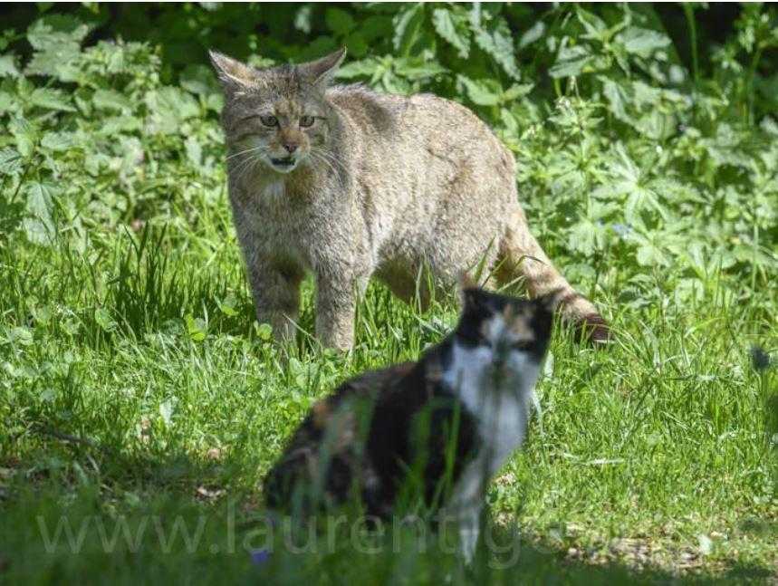 IUCN Wildcat front cover