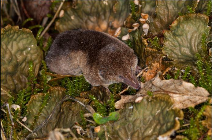 Shrew image