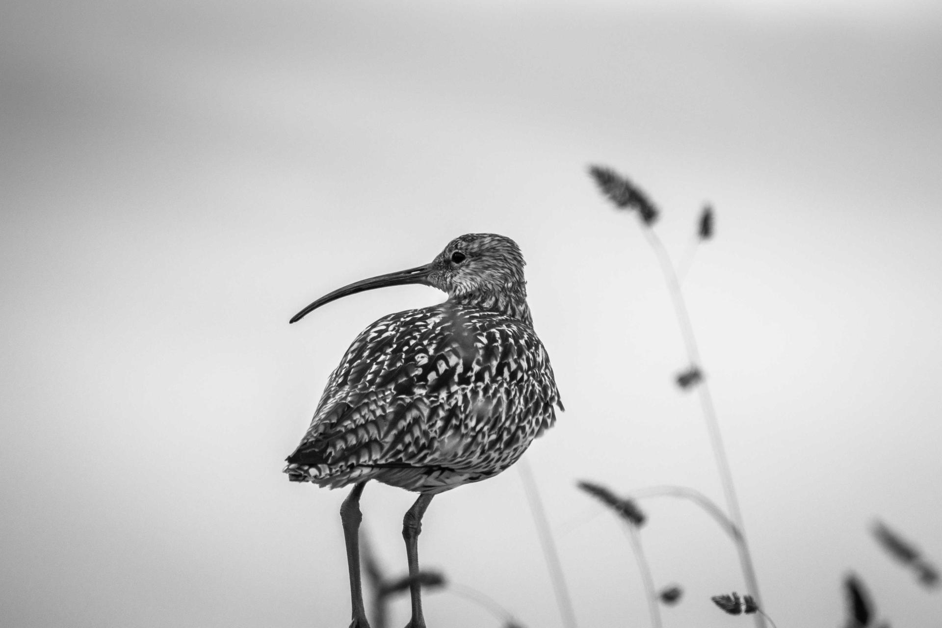 Curlew